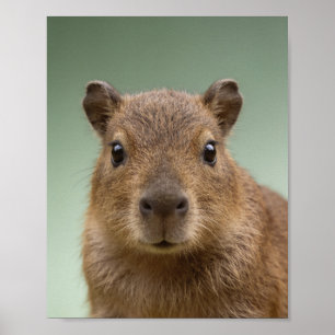 Baby Capybara Portrait – Cute Nursery Animal Wall Poster