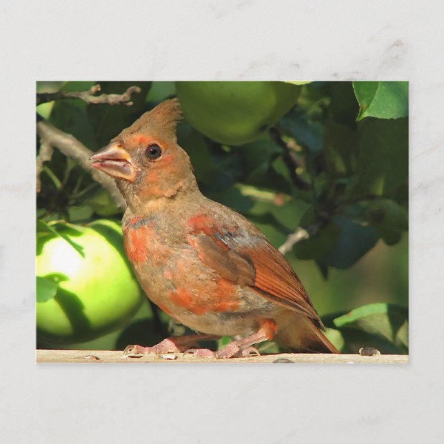 Baby Cardinal Postcard (Front)