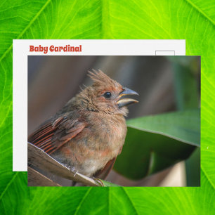 Baby Cardinal Wildlife Cure Photographic Postcard