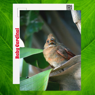 Baby Cardinal Wildlife Cute  Photography Postcard