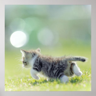 Baby cat running on grass field. poster