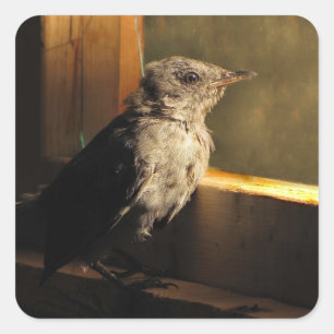Baby Catbird Square Sticker