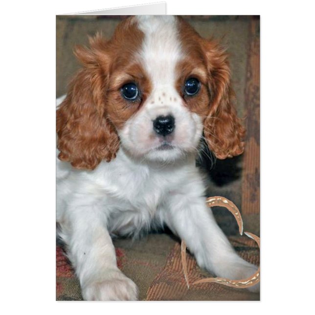 Baby Cavalier King Charles Card (Front)