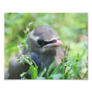 Baby Cedar Waxwing Bird 10x8 Nature Print