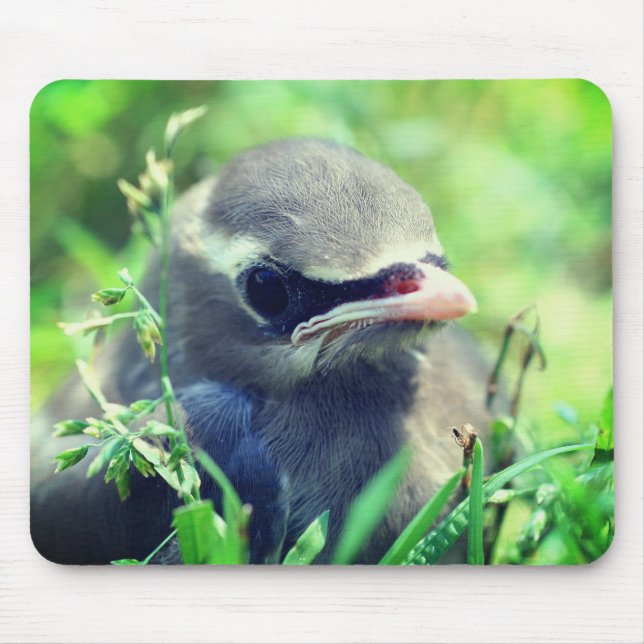 Baby Cedar Waxwing Bird Nature  Mouse Pad (Front)