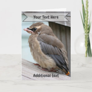 Baby Cedar Waxwing Bird Nature Photo Card