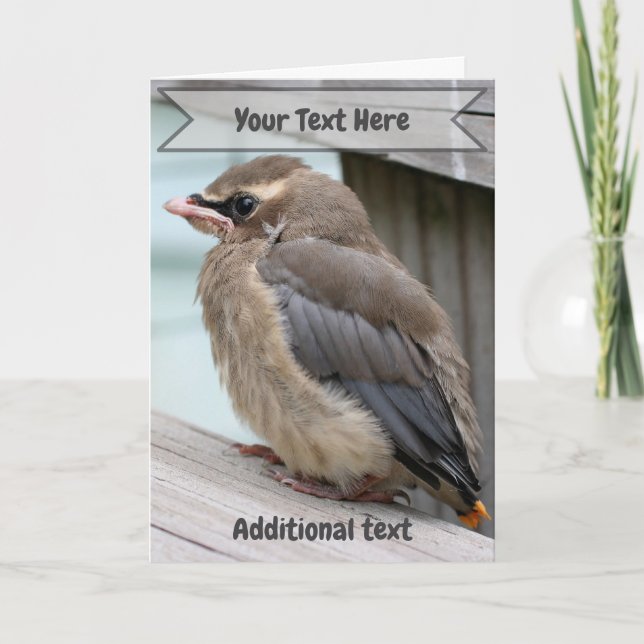 Baby Cedar Waxwing Bird Nature Photo  Card (Front)