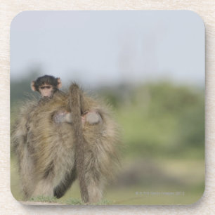 Baby Chacma Baboon (Papio ursinus) riding Coaster