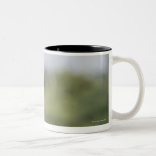 Baby Chacma Baboon (Papio ursinus) riding Two-Tone Coffee Mug