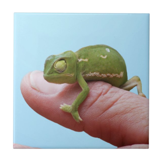 Baby chameleon perspective ceramic tile (Front)