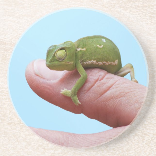 Baby chameleon perspective coaster (Front)