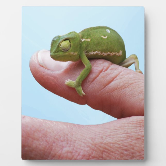 Baby chameleons perspective plaque (Front)