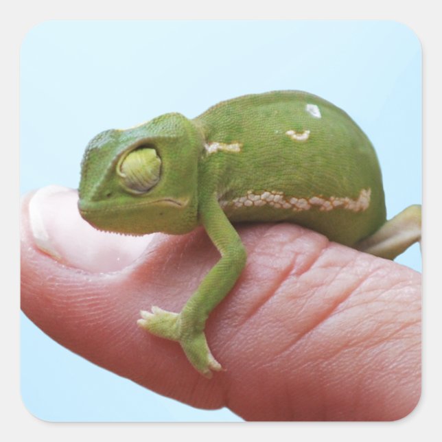 Baby chameleons perspective square sticker (Front)