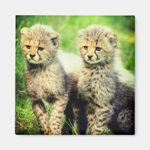 Baby Cheetahs Magnet