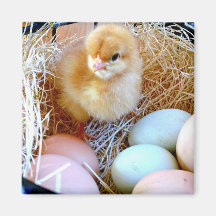 Baby chick in basket of eggs. Easter basket.