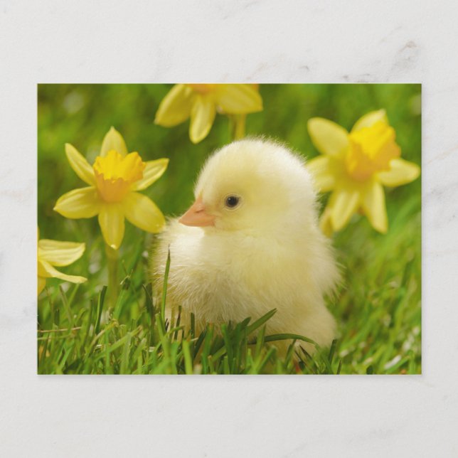 baby chick in daffodils postcard (Front)
