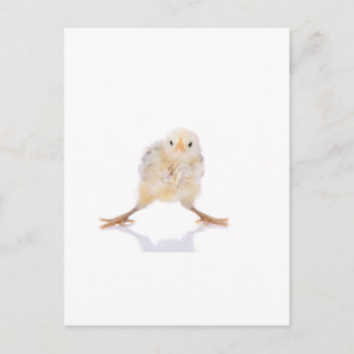Baby chick postcard