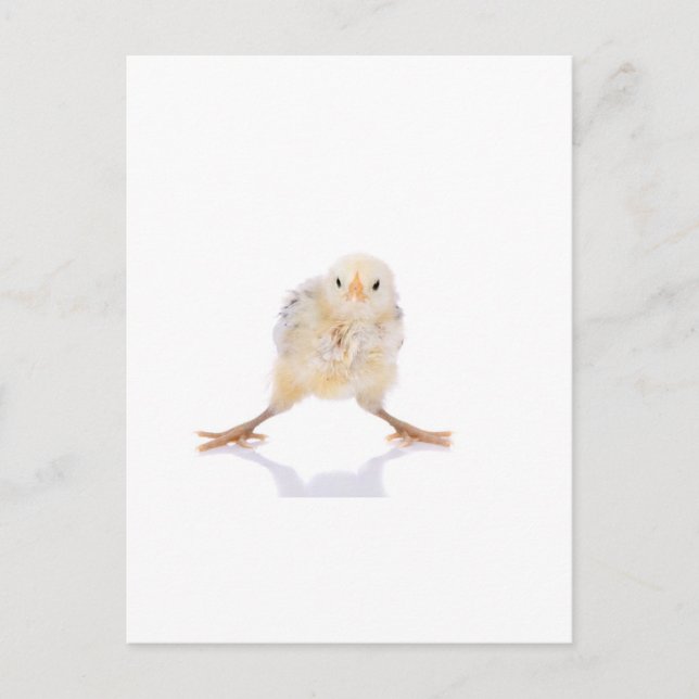 Baby chick postcard (Front)