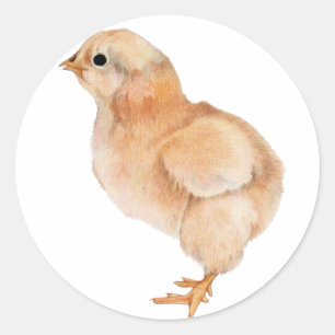 Baby Chick Sticker