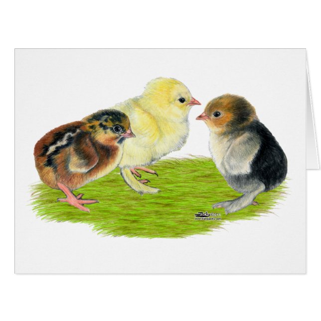 Baby Chick Trio (Front Horizontal)