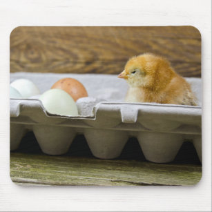 Baby chick with eggs in carton mouse pad