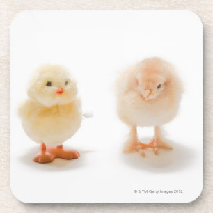 Baby chicken and fake mechanical chicken coaster