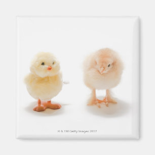 Baby chicken and fake mechanical chicken magnet