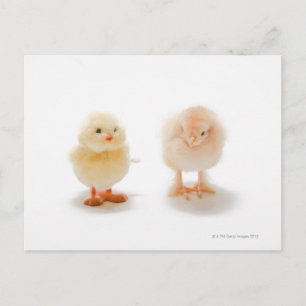 Baby chicken and fake mechanical chicken postcard