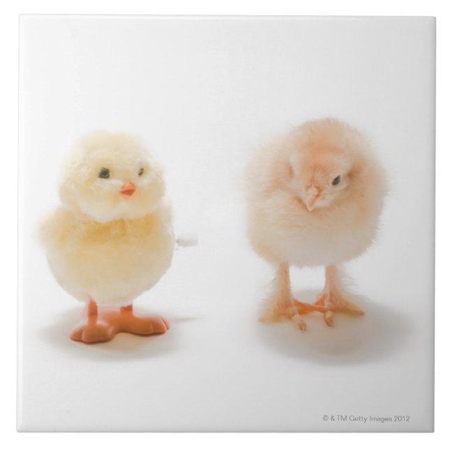 Baby chicken and fake mechanical chicken tile (Front)