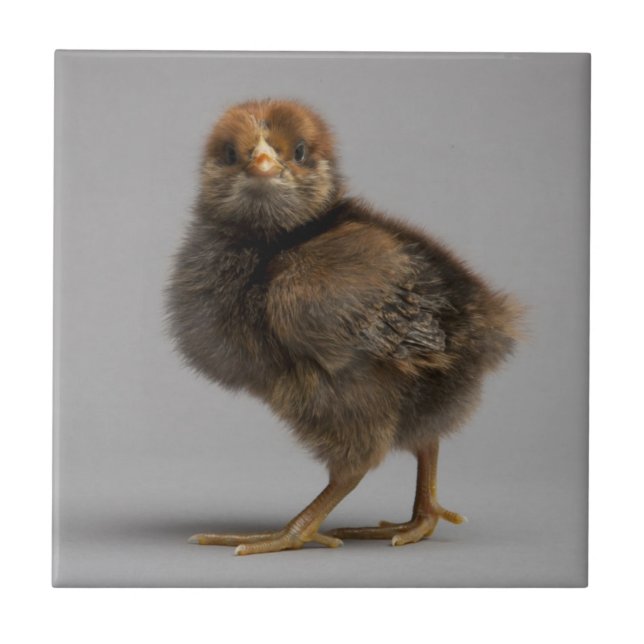 Baby Chicken Ceramic Tile (Front)