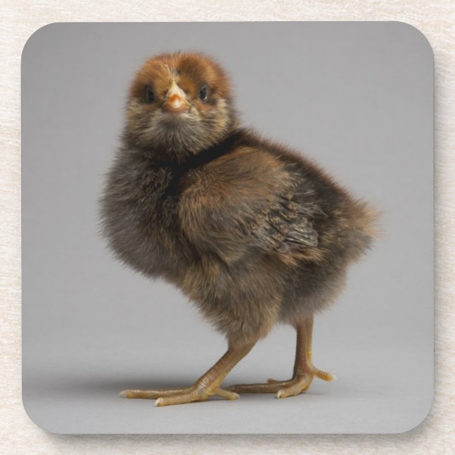 Baby Chicken Coaster (Front)