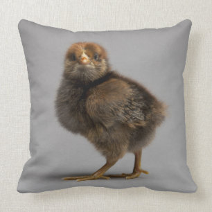 Baby Chicken Cushion