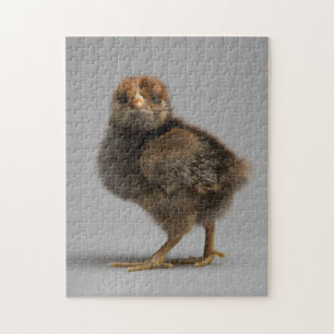 Baby Chicken Jigsaw Puzzle
