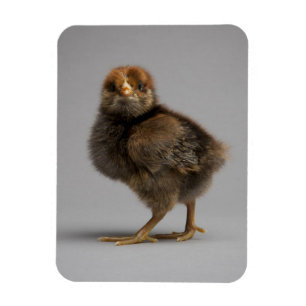 Baby Chicken Magnet