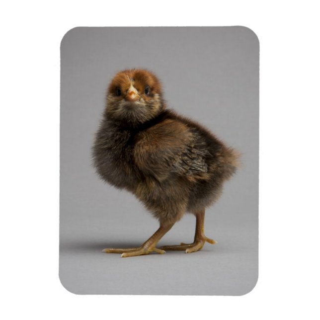 Baby Chicken Magnet (Vertical)