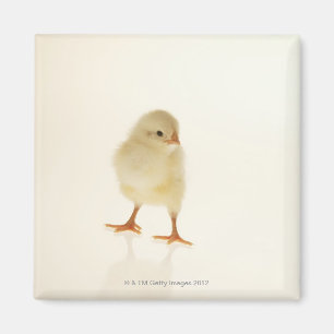 Baby chicken magnet