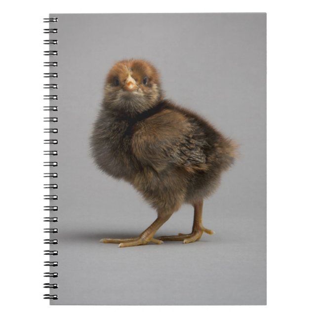 Baby Chicken Notebook (Front)