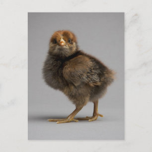 Baby Chicken Postcard