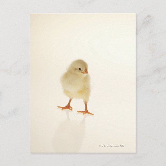 Baby chicken postcard (Front)