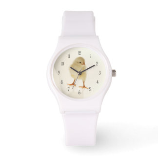 Baby chicken watch