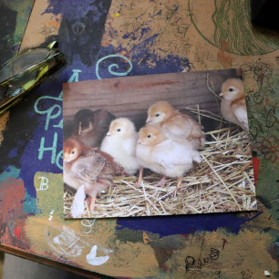 Baby Chickens cute chicks farm photography Postcard