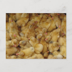 Baby Chickens for sale Postcard