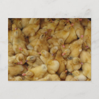 Baby Chickens for sale Postcard