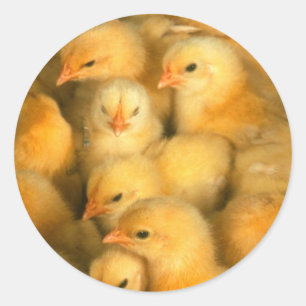 Baby Chicks Chick Chicken Chickens Classic Round Sticker