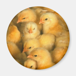 Baby Chicks Chick Chicken Chickens Magnet