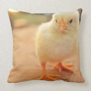 Baby Chicks Cushion