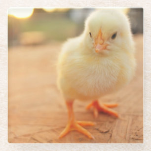 Baby Chicks Glass Coaster