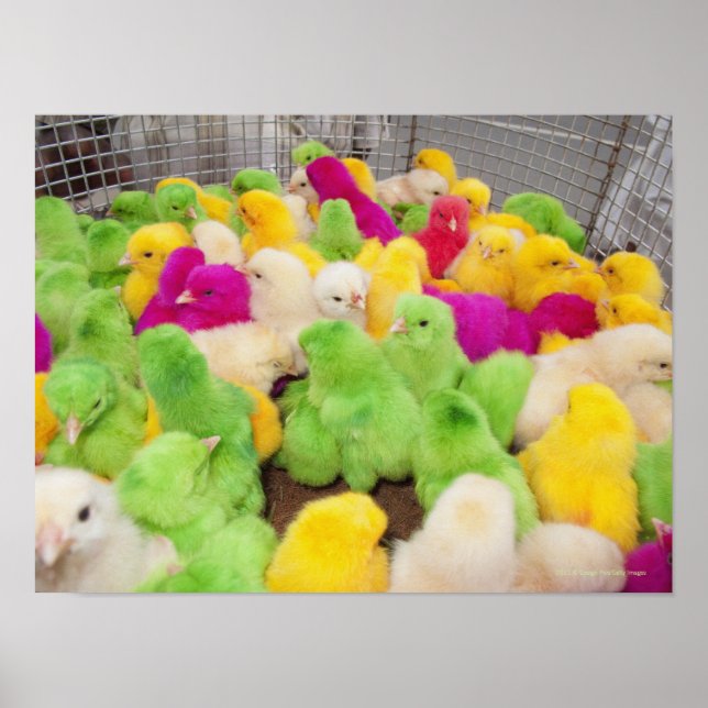 Baby Chicks In A Pen At A Market Coloured By Dye Poster (Front)