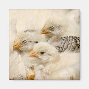 baby chicks magnet