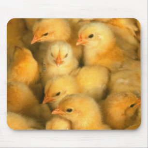 Baby chicks mouse pad